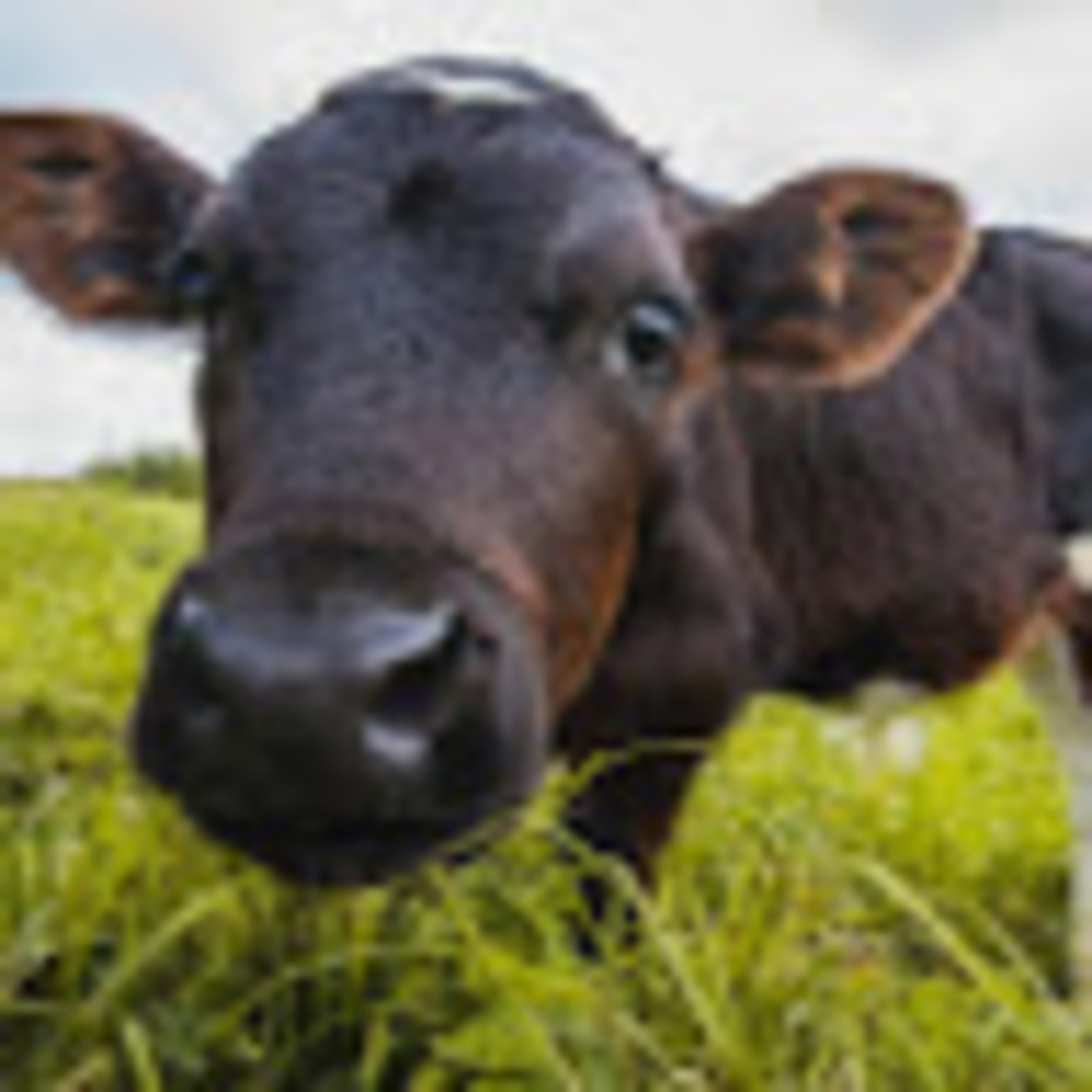 Meet your Posher, Myha